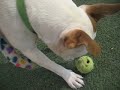 Porkchop - AAWL & SPCA __