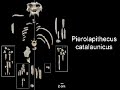 Transitional Fossils - Non-Human Apes to Modern Humans