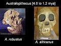 Click here to watch this video Transitional Fossils - Non-Human Apes to Modern Humans