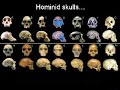 Transitional Fossils - Non-Human Apes to Modern Humans
