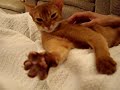 ????????????Cat kneads air in throes of ectasy