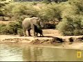 Elephant mother with baby always underfoot
