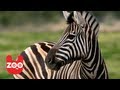 Man Rides Zebra