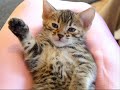 cat cats cat cats