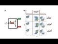 Scientists Successfully Store Digital Data in Living DNA Cells