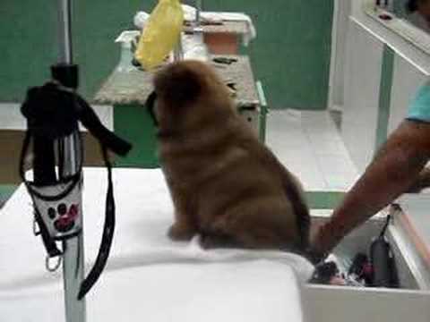 Chow Chow - Zeus - 1º Banho - Som ...