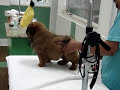 Chow Chow - Zeus - 1� Banho - Som Natural