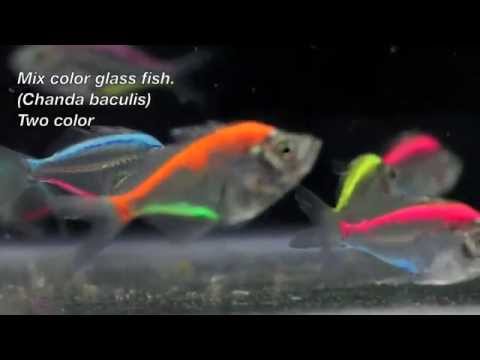 how to dye aquarium fish