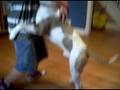 rocky y scooby.AVI