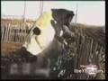a-horny-cow