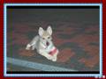 videos de Tsjechoslowaakse wolfhonden Borat en Czeska.flv