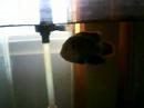 cichlids cichlids