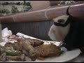 Kung Fu Fighting