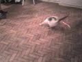 Cats playing
