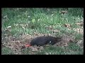 pileated