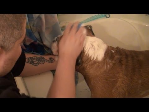 GIVING OUR DOGS A BATH