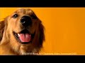 Pedigree Commercial- Cats are stupid