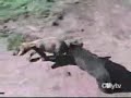 Animale Haioase