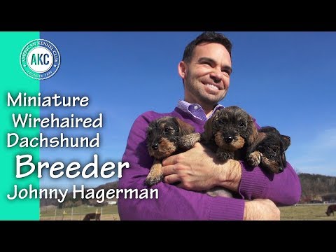 silky wire haired dachshund puppies