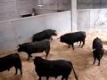 Desembarco toros corrida 070807 Vitoria-Gasteiz