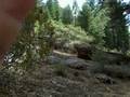 yosemite deer