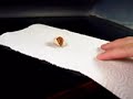 Just a quick vid of a crested gecko slowly making its way out of the egg. Total elapsed time was about 45 minutes from 
