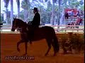 Paso Fino Show Tropical Park Miami Paso Fino Show Tropical Park Miami