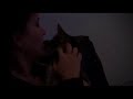evil-kitten-nelson-gets-attacked-by-rightous-cat-pugs.html