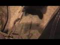 Evil kitten Nelson gets attacked by rightous cat Pugs