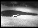 Reedbuck? at Nkorho 07/01/08