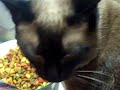 cat bites the hand that feeds her!!!
