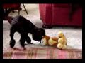 PERVERSO VIDEO DE VIOLACION DE UN NEGRO