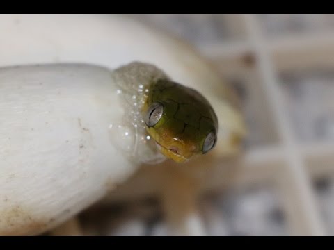 YouTube reptile video