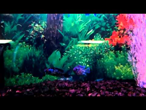 how to care for ebjd