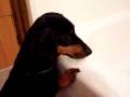 videos de Lily in ball in bath.MOV