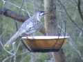 Australian Wildlife: Red Wattlebird