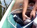 Channel Catfish Caught On Bee' Jay Catfish Dough Bait Channel Catfish Caught On Bee' Jay Catfish Dough Bait
