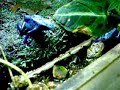 Dendrobates tinctorius \"Azureus\" feeding Dendrobates tinctorius \"Azureus\" feeding
