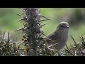 Reader's Digest UK | Wildlife Monthly: March - Common Chiffchaff