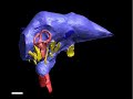 WitmerLab: Nigersaurus - Brain Endocast - Yaw WitmerLab: Nigersaurus - Brain Endocast - Yaw