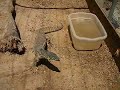 another Argus monitor video
