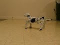 RoboPet Antics RoboPet Antics