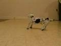 RoboPet Antics