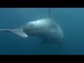 IL DELFINO CHE GIOCA: 