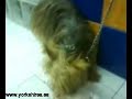 afeitar orejas yorkshire terrier afeitar orejas yorkshire terrier