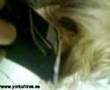 afeitar orejas yorkshire terrier