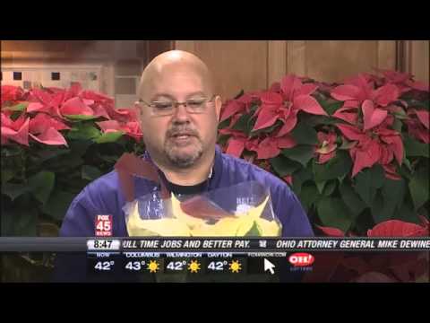 how to fertilize poinsettias