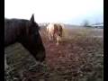 murphy - pasture