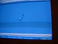 home made version of 'crazy in love' using loops from the chi lites 'are you my woman? tell me so'
