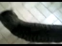 puchinni ^^